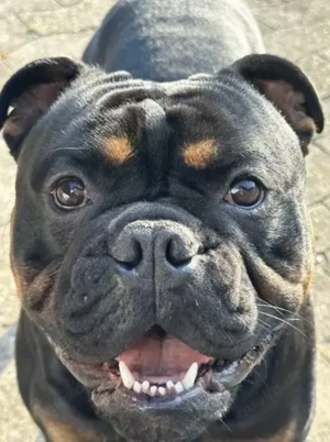 OEB Deckrüde Old English Bulldog Bild 4