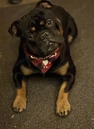 OEB Deckrüde Old English Bulldog Bild 3