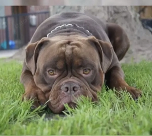 OEB Deckrüde Old English Bulldog Bild 10