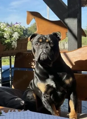 OEB Deckrüde Old English Bulldog Bild 7