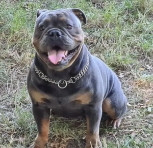 OEB Deckrüde Old English Bulldog Bild 9