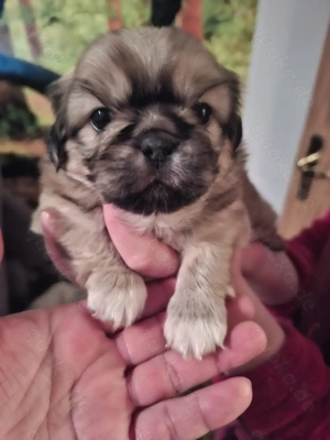 Pekingese welpen