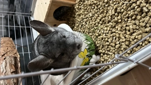 Chinchilla Weibchen ca. 10 Jahre alt abzugeben