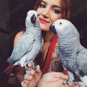 Graupapageienpaar sucht neuen Partner