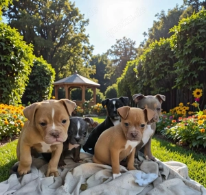 Old English Bulldog Welpen 