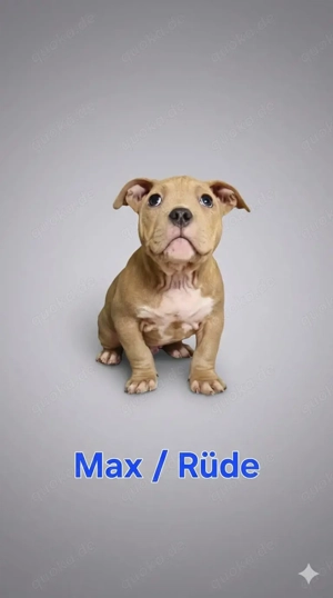 American Bully Pocket Welpen Sofort Angabebereit