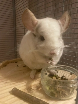 Chinchilla Böckchen