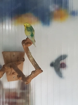 Wellensittich Dame 8 Jahre alt