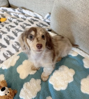 Dackelwelpen zur Adoption verfügbar 