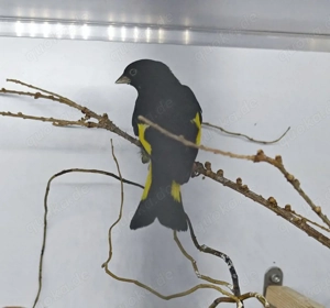 Schwarzzeisig 1.0 zu verschenken fur in Voliere 