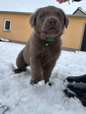 Labrador welpe sucht ein neues zuhause 