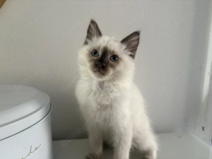 Kitte alias Flauschi