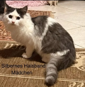 2 Perserkittenmix abzugeben Mäcdchen grauer kater ist reserviert