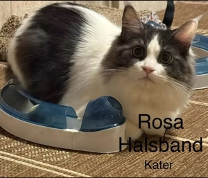 3 Perserkittenmix abzugeben 