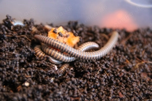 Bulk Benoitolus siamensis Tausendfüßer