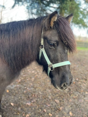 Wunderschöne Isländer mix Stute sucht ein neues Zuhause 