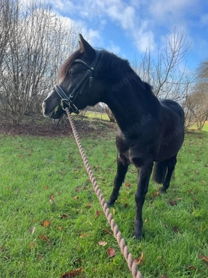Wunderschöner Welsh b ( Wallach) sucht ein neues Zuhause 