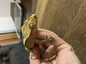 Kronengecko männlich 01 2025 Bild 3