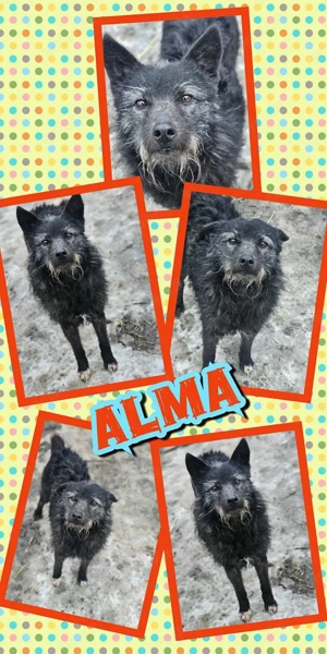 offene, freundliche, neugierige, liebe, schöne Hündin "Alma" wer hat ein Körbchen für mich frei ?