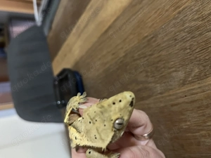 Kronengecko männlich 01 2025 Bild 2