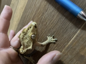 Kronengecko männlich 01 2025 Bild 5