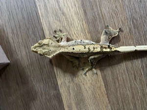 Kronengecko männlich 01 2025 Bild 4