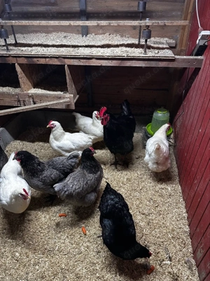 Bruteier Jersey Giant blau gesäumt Bild 2