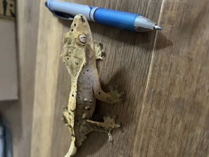 Kronengecko männlich 01 2025 Bild 7