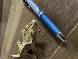 Kronengecko männlich 01 2025 Bild 6