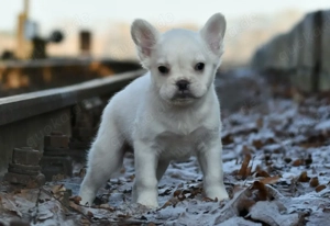Fluffy Französisch Bulldoggen wepen