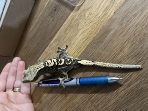 Kronengecko männlich 12 2024 Bild 3