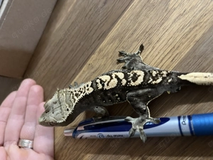 Kronengecko männlich 12 2024 Bild 2