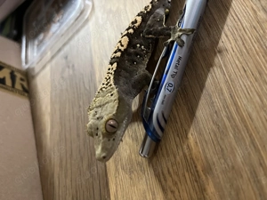 Kronengecko männlich 12 2024 Bild 4