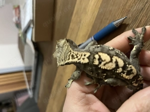 Kronengecko männlich 12 2024 Bild 6