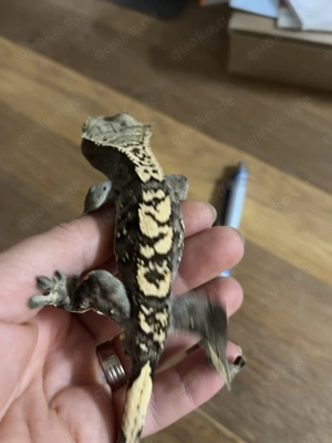 Kronengecko männlich 12 2024