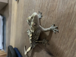 Kronengecko männlich 12 2024 Bild 5