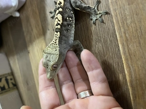 Kronengecko männlich 12 2024 Bild 7