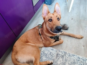 Schäferhundmix sucht dringend neues Zuhause 