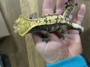 Kronengecko weiblich 08 2024