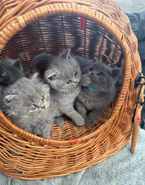 Wunderschöne Britisch Kurzhaar Kitten BKH mit hervorragendem Stammbaum - abgabebereit Bild 2