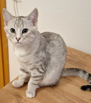 Britisch-kurzhaar Kater