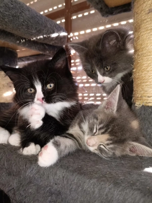 Junge Katzen zu Vermitteln 