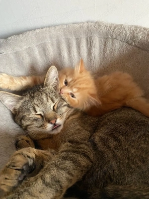 Kuscheltiger  Bild 3