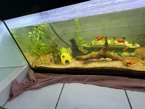 Aquarium komplett