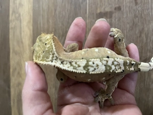 Kronengecko weiblich 01 2025