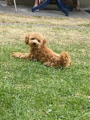 Toypudel Deckrüde  Bild 4