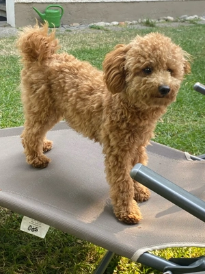 Toypudel Deckrüde  Bild 6