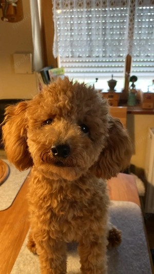 Toypudel Deckrüde  Bild 5