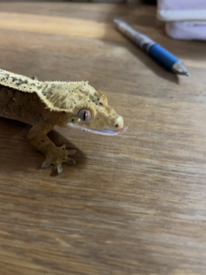 Kronengecko weiblich 10 2024