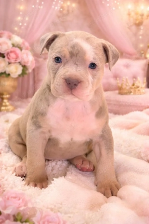 American Bully XL Tricolor 